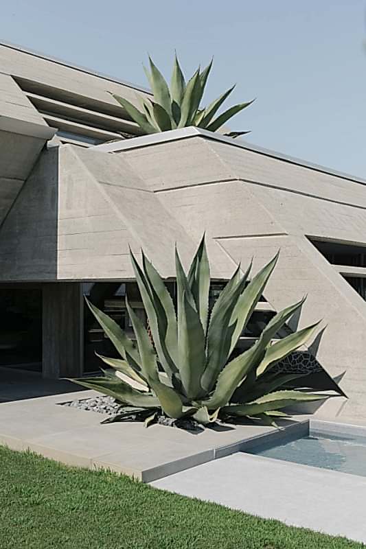 plush74 drimia 17(1)