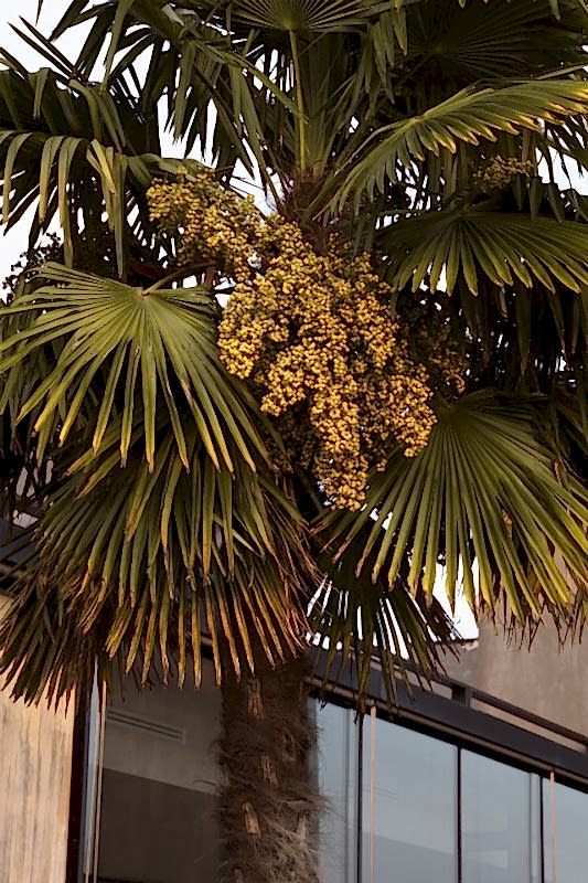 plush74 rinoceronte 21